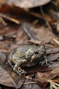 Banded bullfrog or Asian narrowmouth toads Royalty Free Stock Photo