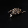 Jumping bullfrog on black background. Kaloula pulchra studio shot. Exotic pet. Grumpy frog