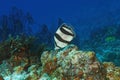 Banded Butterflyfish