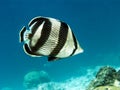 Banded butterflyfish (Chaetodon striatus)