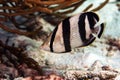 Banded Butterflyfish