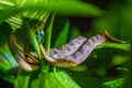 Banded Cat-eyed Snake Leptodeira annulata Royalty Free Stock Photo