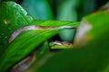 Banded Cat-eyed Snake & x28;Leptodeira annulata& x29; in Costa Rica Royalty Free Stock Photo