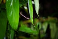 Banded Cat-eyed Snake (Leptodeira annulata) in Costa Rica Royalty Free Stock Photo