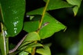 Banded Cat-eyed Snake (Leptodeira annulata) in Costa Rica Royalty Free Stock Photo