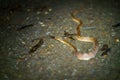 Banded Cat-eyed Snake & x28;Leptodeira annulata& x29; shedding skin in Costa Rica Royalty Free Stock Photo