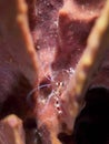 Banded cleaner shrimp, Stenopus hispidus. CuraÃÂ§ao, Lesser Antilles, Caribbean