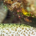 Banded cleaner shrimp, Stenopus hispidus. CuraÃÂ§ao, Lesser Antilles, Caribbean