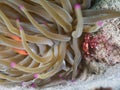 Banded clinging crab, Mithraculus cinctimanus. CuraÃÂ§ao, Lesser Antilles, Caribbean