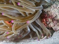 Banded clinging crab, Mithraculus cinctimanus. CuraÃÂ§ao, Lesser Antilles, Caribbean