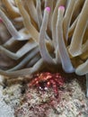 Banded clinging crab, Mithraculus cinctimanus. CuraÃÂ§ao, Lesser Antilles, Caribbean