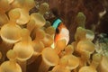Banded Clownfish in anemone Royalty Free Stock Photo