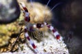 Banded coral boxer shrimp - Stenopus hispidus