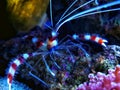 Banded coral boxer shrimp - Stenopus hispidus