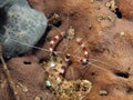 Banded Coral Shrimp