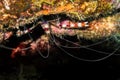 Banded coral shrimp at the edge of a reef crevasse Royalty Free Stock Photo