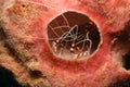 Banded Coral Shrimp Hiding in a Sponge