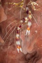 Banded Coral Shrimp hiding in a sponge - Cozumel Royalty Free Stock Photo