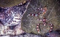 Banded coral shrimp with Moray ell