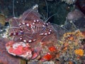 Banded Coral Shrimp