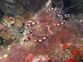 Banded Coral Shrimp1 Royalty Free Stock Photo