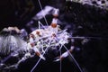 Banded coral shrimp Royalty Free Stock Photo