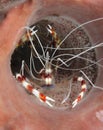 Banded coral shrimp, roatan,honduras striped prawn Royalty Free Stock Photo