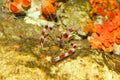 Banded coral shrimp