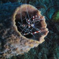 Banded coral shrimps