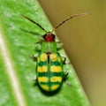 Banded Cucumber beetle (Diabrotica balteata) on a leaf in Houston, TX.