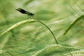 Banded Damsel Fly resting on Barley Stalk Royalty Free Stock Photo