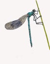 Banded Damselfly