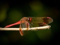 A banded darter dragonfly resting on grass