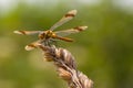 Banded Darter (Sympetrum pedemontanum)