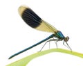 Banded Demoiselle - Calopteryx splendens