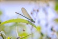 Banded Demoiselle Calopteryx splendens damselfly female close-up Royalty Free Stock Photo