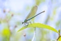 Banded Demoiselle Calopteryx splendens damselfly female close-up Royalty Free Stock Photo