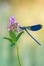 Banded Demoiselle - Calopteryx splendens