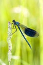 Banded demoiselle - Calopteryx splendens - dragonfly Royalty Free Stock Photo