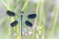Banded demoiselle - Calopteryx splendens - dragonfly Royalty Free Stock Photo
