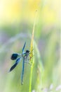 Banded demoiselle - Calopteryx splendens - dragonfly Royalty Free Stock Photo