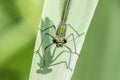 Banded demoiselle, Calopteryx splendens, female sitting on leaf. Royalty Free Stock Photo