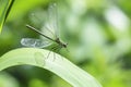 Banded demoiselle, Calopteryx splendens, landing on leaf. Royalty Free Stock Photo