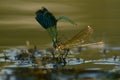 Banded Demoiselle - Calopteryx splendens Royalty Free Stock Photo