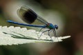 Banded Demoiselle - Calopteryx splendens at rest.