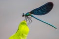 The Banded Demoiselle (Calopteryx splendens) Royalty Free Stock Photo