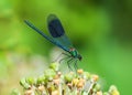 Banded Demoiselle - Calopteryx splendens, Warwickshire, England.