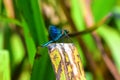 Banded Demoiselle Damselfly Royalty Free Stock Photo