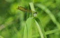 Banded Demoiselle Damselfly on Grass in Marshland