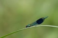 Banded Demoiselle Damselfy perched on green plant